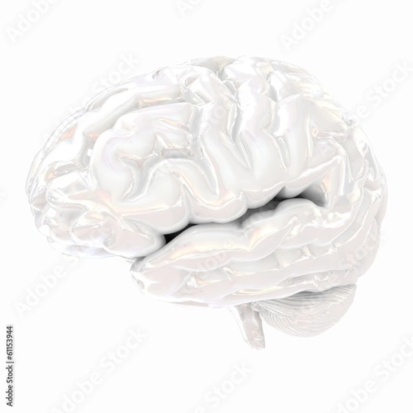 Fototapeta Human brain