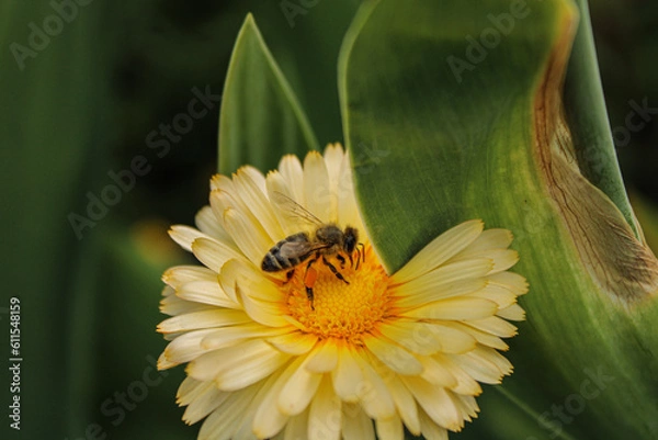 Obraz bee on marigold flower