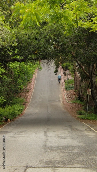 Fototapeta Walking alone through a forest road