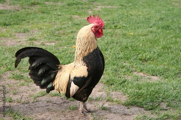 Obraz cock