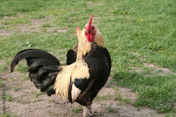 Obraz cock