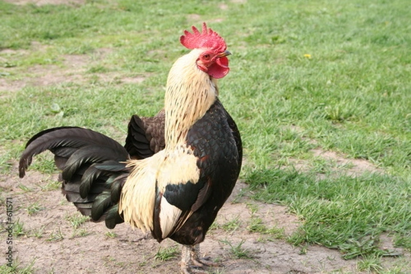 Obraz cock