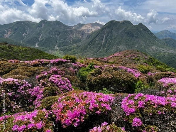 Obraz 初夏のくじゅう