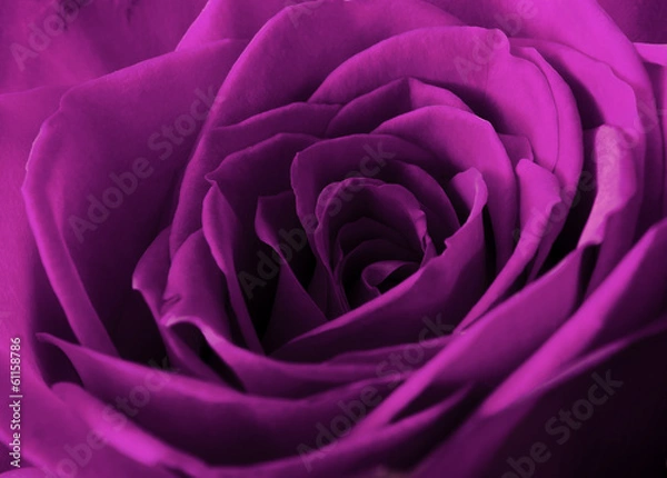 Obraz Beautiful pink rose