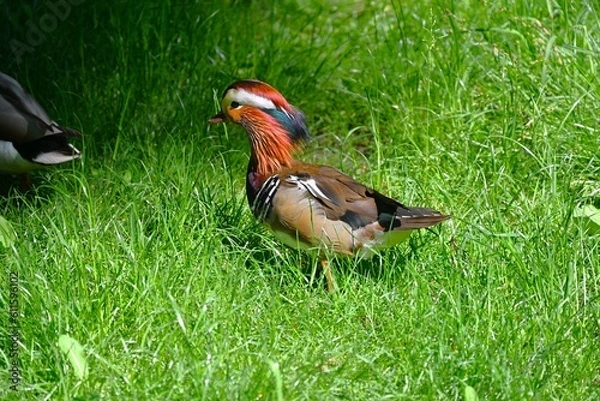 Obraz Zywiec park 