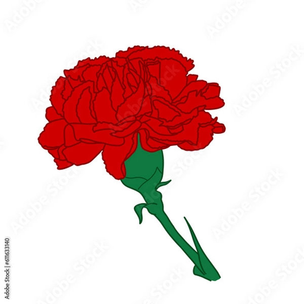 Fototapeta Carnation