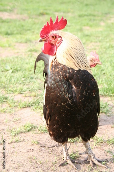 Obraz cock