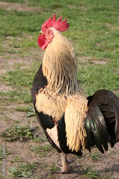 Obraz cock