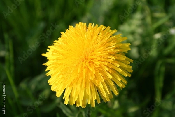 Obraz dandelion