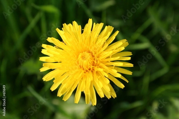 Obraz dandelion