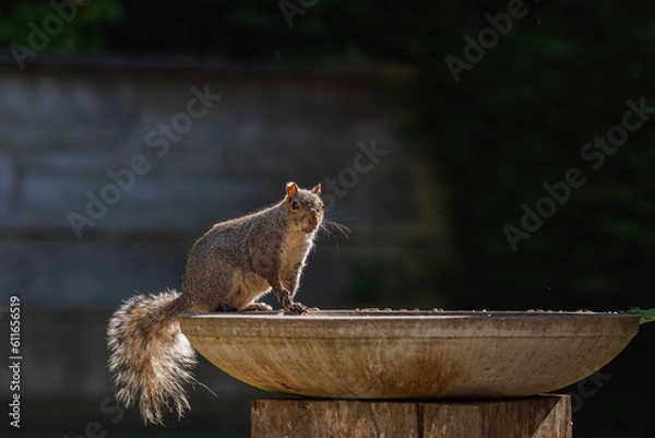 Fototapeta squirrel on a birdbath