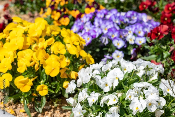 Obraz カラフルなお花たち