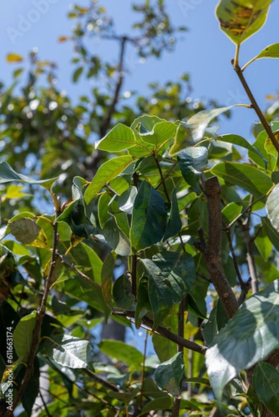 Obraz その辺の木と葉っぱ