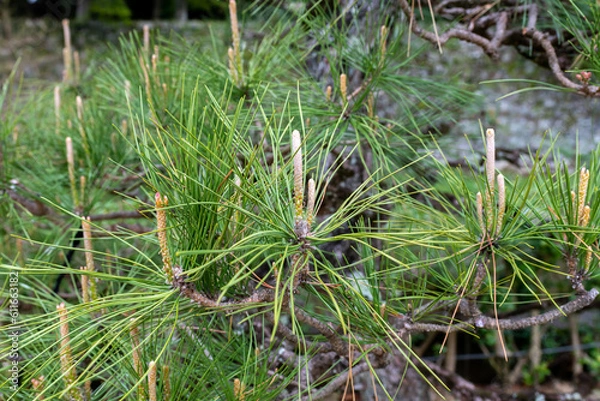 Obraz 痛そうなヤツ