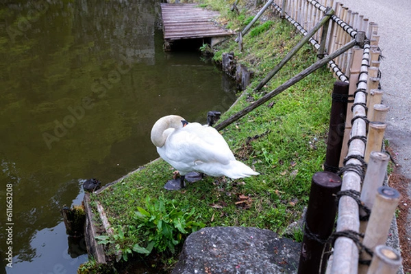 Obraz 白鳥 はねやすめか？