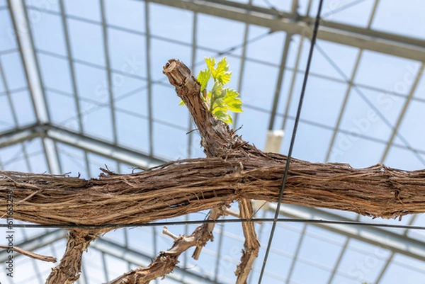 Obraz ブドウ栽培 収穫前の木