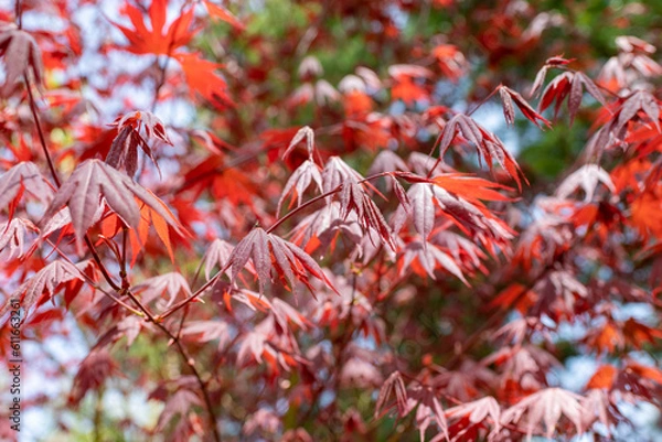 Obraz 赤いもみじ なのかな