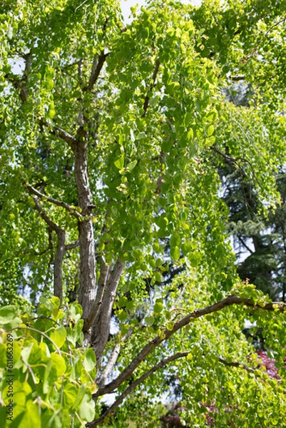 Obraz ガーデンって感じ