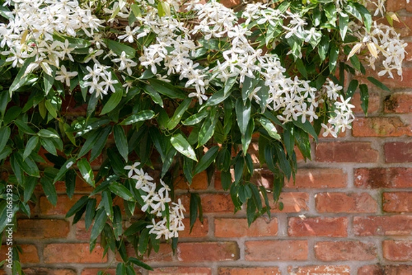 Obraz 赤いレンガとおしゃれな白い花