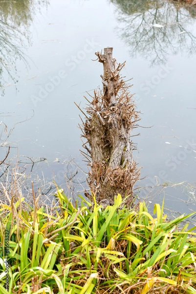 Obraz 癖のある木と池