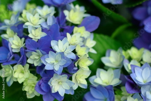 Fototapeta 紫と青と白の色の混ざったアジサイ