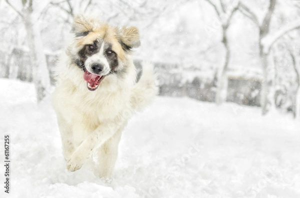 Obraz happy romanian shepherd running in the snow