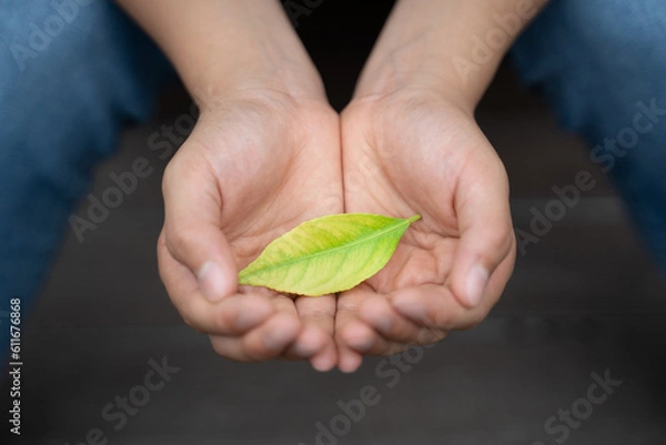 Obraz 日本人の子どもの手のひらに乗せた若葉