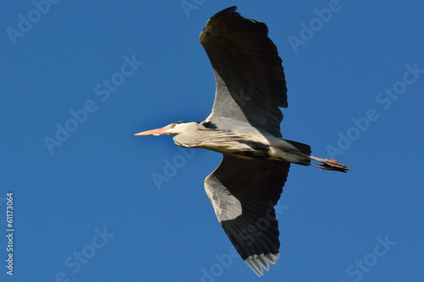 Obraz Fischreiher im Flug