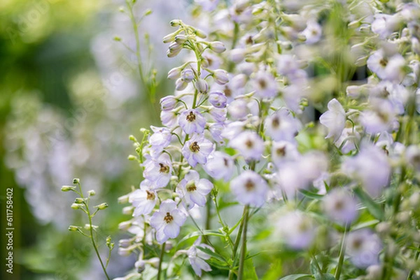 Obraz Light blue delphinium flowers blossoming on flower bed on sunny summer day.