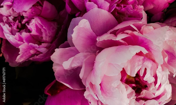 Obraz pink and white rose