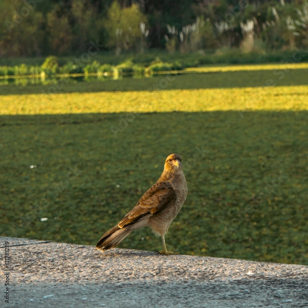 Obraz The eagle on the riverbank