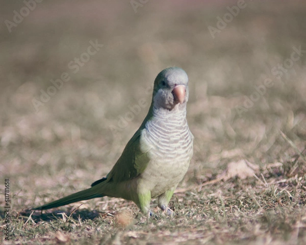 Fototapeta A colourful bird in a warm summer in Latin America