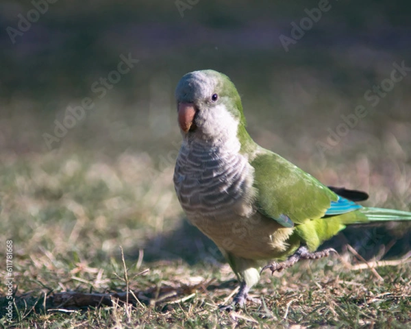 Fototapeta A colourful bird in a warm summer in Latin America