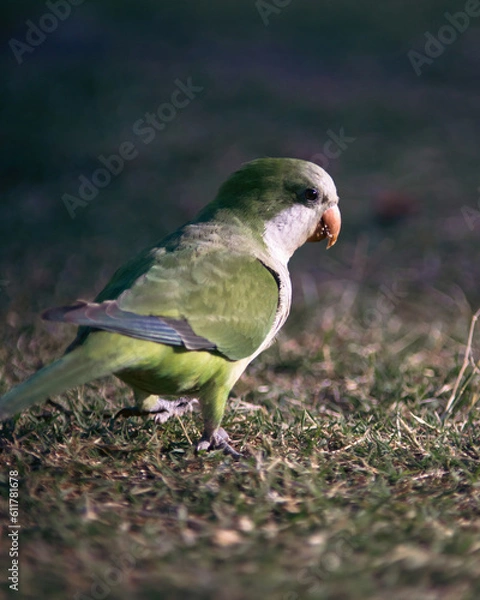 Fototapeta A colourful bird in a warm summer in Latin America