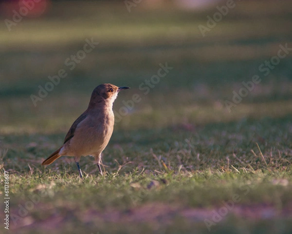 Fototapeta A colourful bird in a warm summer in Latin America
