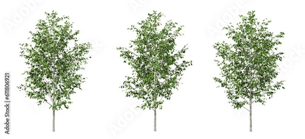 Fototapeta Green betula utilis trees on transparent background, 3d render illustration.