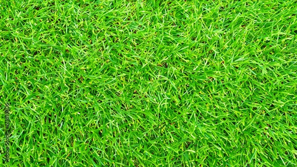 Fototapeta Green Grass background. - generative ai