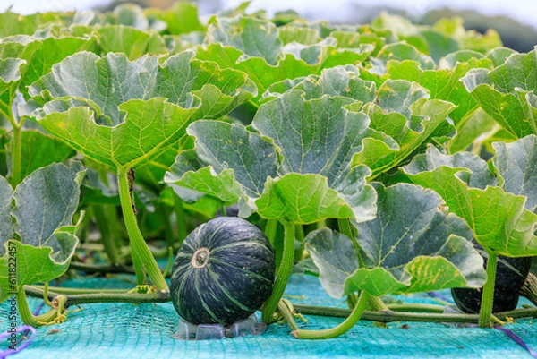 Fototapeta 三浦半島のかぼちゃの栽培