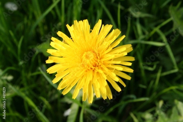 Obraz dandelion