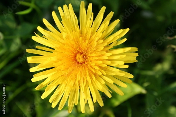 Obraz dandelion