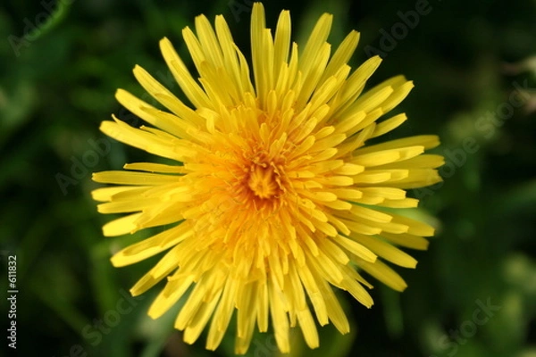 Obraz dandelion