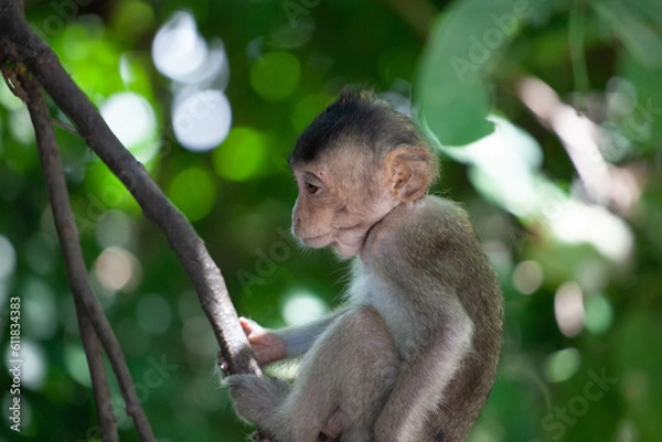 Fototapeta 可愛いサル
