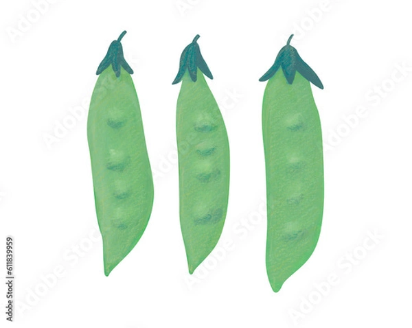 Obraz サヤエンドウ　水彩