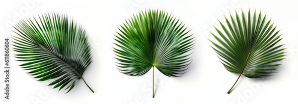 Fototapeta Collection of palm tree leaves isolated on white background, Generative AI