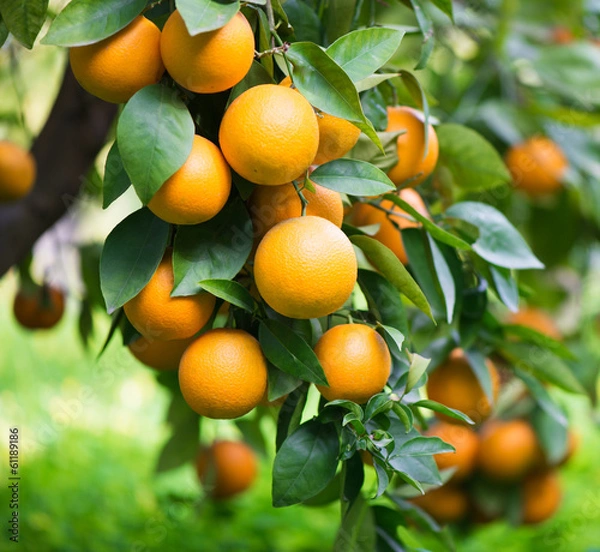 Obraz Plantacja pomarańczy