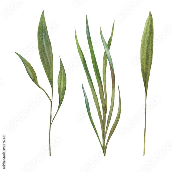 Obraz collection of watercolor painted green leaves and grass. Botanical illustration painted in watercolor on green background. object for your poster