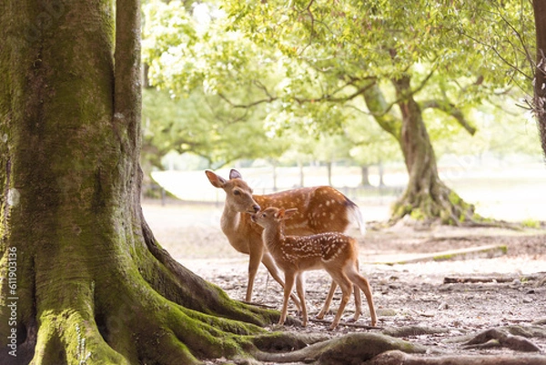 Obraz 奈良　飛火野　親子の鹿