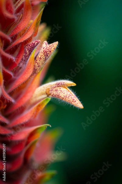 Obraz red and yellow flower closeup