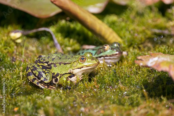 Obraz Two frogs on green moos