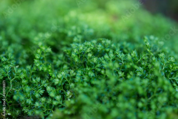 Obraz green moss background
